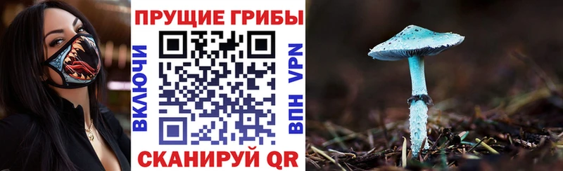 блэк спрут зеркало Котлас Псилоцибиновые грибы MAGIC MUSHROOMS